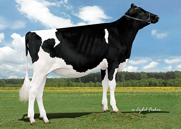 Gloryland Holsteins